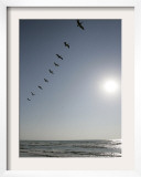Pelicans Pass over Boca Chica, Texas Framed Photographic Print by Eric Gay
