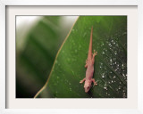 A Gecko Lizard Crawls Down a Plant Framed Photographic Print
