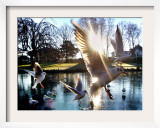 Doves are Seen on a Small Lake in Timmendorfer Strand, Northern Germany Framed Photographic Print