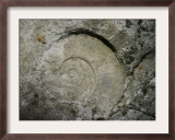 A Fossil of a Warm Equatorial Sea and Long-Extinct Animal is Seen in the Rocks Framed Photographic Print by Toby Talbot