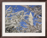 Washington Monument Peers in Between the Blossoming Cherry Trees in Washington Framed Photographic Print