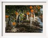 Drip Irrigation Creates Icicles and Forms an Insulation and Way of Protecting Oranges on the Trees Framed Photographic Print by Gary Kazanjian