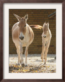 Asian Wild Donkey Jumps Beside of Its Mother Framed Photographic Print by Hermann J. Knippertz
