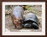 Baby Hippo Walks Along with its 'Mother', a Giant Male Aldabran Tortoise, at Mombasa Haller Park Framed Photographic Print