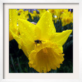 Daffodil Stands in the Rain in Duesseldorf, Germany Framed Photographic Print
