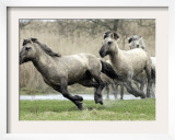 Wild Konik Stallions near Gelting, Germany Framed Photographic Print by Heribert Proepper