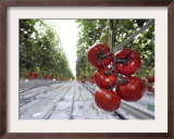Tomato Greenhouse, Madison, Maine Framed Photographic Print by Robert F. Bukaty