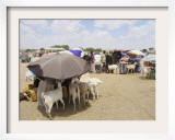 Somaliland Women with Their Goats Protect Themselves from Hot Sun with Umbrellas Framed Photographic Print by Sayyid Azim