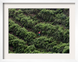 Female Farm Worker Picks Up Dragon Fruit in Ticuantepe, Nicaragua, September 26, 2006 Framed Photographic Print by Esteban Felix