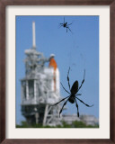Spiders Hang from Their Web Near the Space Shuttle Atlantis Framed Photographic Print