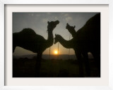 Camels at the Annual Cattle Fair in Pushkar, India, November 2, 2006 Framed Photographic Print by Rajesh Kumar Singh