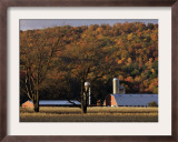 Fall Colors and a Field of Dried Soybeans in Pleasant Gap, Pennsylvania, October 20, 2006 Framed Photographic Print by Carolyn Kaster