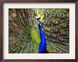 A Peacock Spreads its Feathers at the Alipore Zoo Framed Photographic Print
