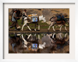 Two Donkeys Transports Ballot Boxes Framed Photographic Print