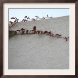 Vine Elegance I Poster by Nicole Katano