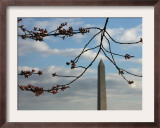 Cherry Blossom Buds are Seen in the Peduncle Elongation Phase by the Washington Monument Framed Photographic Print