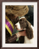 English Springer Spaniel after Winning Best in Show at the 131st Westminster Dog Show in New York Framed Photographic Print