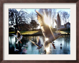 Doves are Seen on a Small Lake in Timmendorfer Strand, Northern Germany Framed Photographic Print
