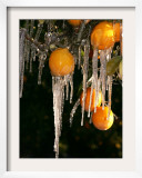 Drip Irrigation Creates Icicles and Forms an Insulation and Way of Protecting Oranges on the Trees Framed Photographic Print by Gary Kazanjian