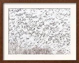 Snow Geese and Canada Geese Framed Photographic Print