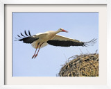 Stork Approaches its Nest in Holzen Framed Photographic Print