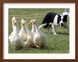 Shep, a Two-Year Old Border Collie, Herds Ducks Framed Photographic Print