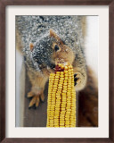 A Snow Dusted Fox Squirrel Chows Down on an Ear of Corn Framed Photographic Print