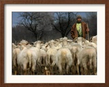 Ethnic Albanian Shepherd Herds His Sheep in the North-West Macedonian Village of Galata Framed Photographic Print