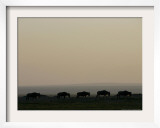 A Herd of Wildebeest Walk in Formation Framed Photographic Print