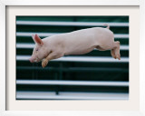 Beauty a 20-Week-Old Pig Flies Through the Air Framed Photographic Print by Mark Baker
