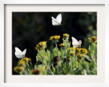 Butterflies Land on Wild Flowers at Boca Chica, Texas Framed Photographic Print by Eric Gay