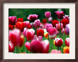 Rain Drops Twinkle on Blooming Tulips on a Field near Freiburg, Germany Framed Photographic Print by Winfried Rothermel
