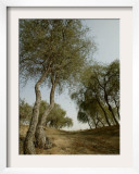 Ghaf, Emirates Desert Tree, Dubai Framed Photographic Print by Nousha Salimi