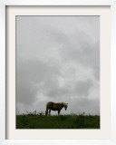 Horse Stands on a Rainy Meadow, St. Peter, Germany Framed Photographic Print by Winfried Rothermel