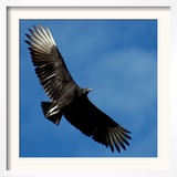 A Black Buzzard Flies Off Framed Photographic Print