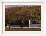 Fall Colors and a Field of Dried Soybeans in Pleasant Gap, Pennsylvania, October 20, 2006 Framed Photographic Print by Carolyn Kaster