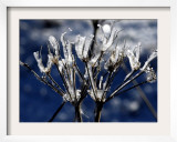 Eiskristalle Bedeckt Am Donnerstag, 2 November 2006 Framed Photographic Print by Winfried Rothermel