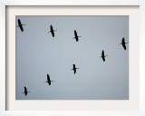 Birds Over Frankfurt Framed Photographic Print by Michael Probst