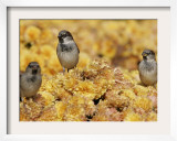 A Group of Sparrows Warm Themselves in the Noon Sun, in Lafayette Park Across from the White House Framed Photographic Print by Ron Edmonds