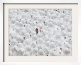 Students Participate in the 500 Days Countdown Ceremony for the 2008 Beijing Olympics in Hong Kong Framed Photographic Print