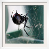 A Female Black Widow Spider Framed Photographic Print
