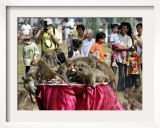 Tourists Gather to Watch Long-Tailed Macaques During an Annual Festival to Honor Them Framed Photographic Print by David Longstreath