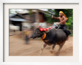 A Cambodian Boy Rides on His Buffalo Through a Village Framed Photographic Print