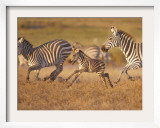 Zebras and Offspring at Sunset, Amboseli Wildlife Reserve, Kenya Framed Photographic Print by Vadim Ghirda