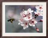 A Bee Hovers in Front of a Blossom of a Plum Tree Framed Photographic Print