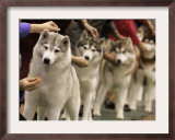 Siberian Huskies Line up During Conformation Judging Framed Photographic Print