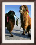 A Chinese Horse Buggy Driver Waits for Customers on a Frozen Lake in Harbin, China, January 7, 2007 Framed Photographic Print by Elizabeth Dalziel