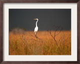 A Great Egret Sits on Top of a Dead Tree Framed Photographic Print