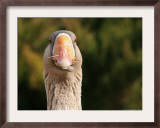 A Greylag Goose, with What Appears to be a Toothpick in its Nostril Framed Photographic Print