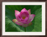 Blooming Water Lotuses Carpet Echo Park Lake Framed Photographic Print